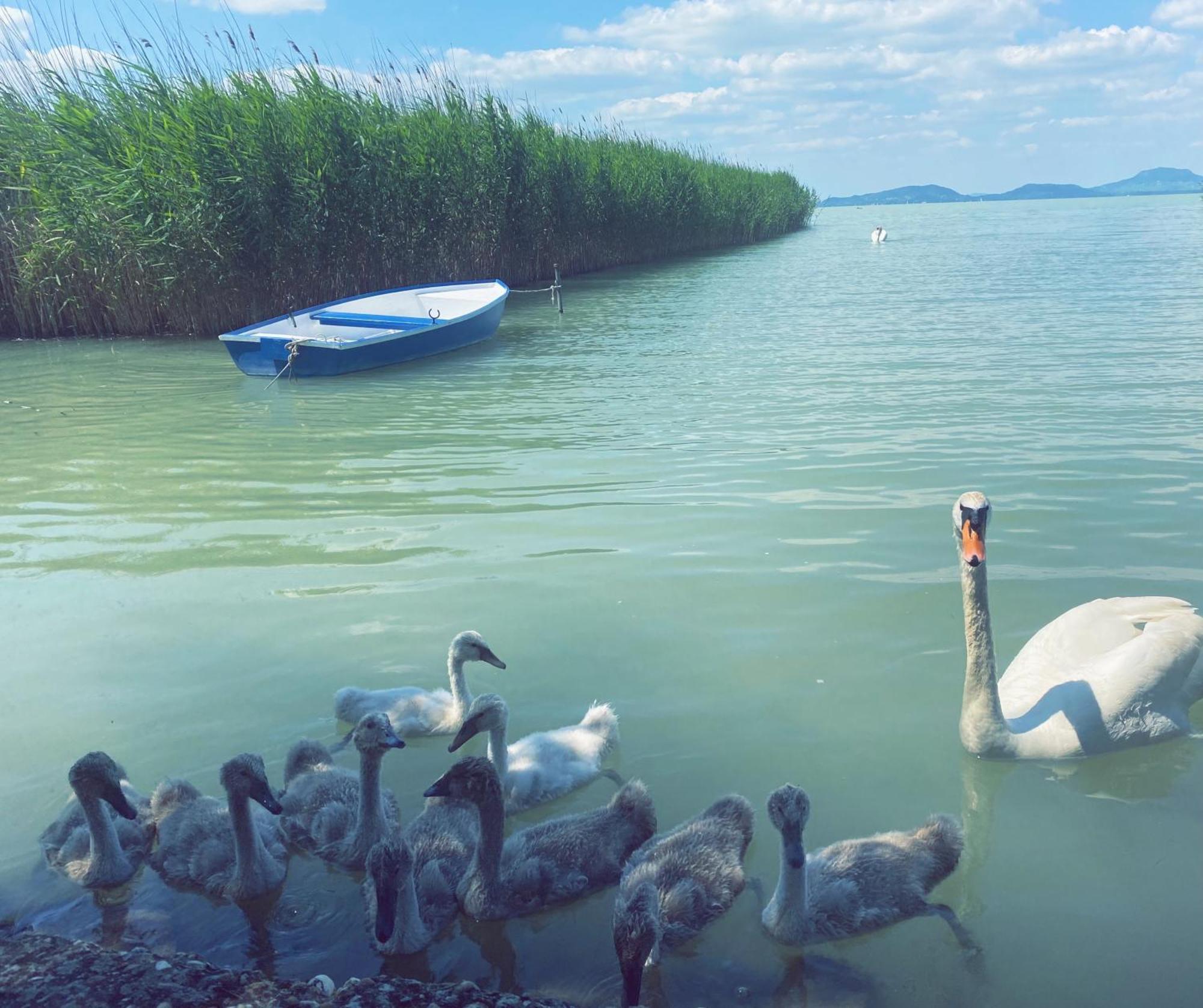 Balaton A Kertben - Balaton In The Garden - Beachfront Houses With Beautiful View, Private Beach Балатонфенивес Екстериор снимка